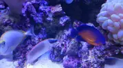 [TodoMarino.com] Vendo centropyge bispinosus - Figueres