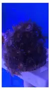 [TodoMarino.com] Ofertonnnnnn Colonia xl zoas reverse Space monster -