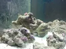 [TodoMarino.com] Red sea 130 ,proyecto, agua y roca traspasada, ph 7,6 ,no2 1.0, nh4 0,05 ayuda