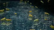 [TodoMarino.com] Hoy toca, fotos y vídeo de larva de synchiropus splendidus