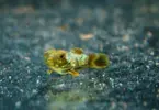 [TodoMarino.com] Hoy toca, fotos y vídeo de larva de synchiropus splendidus