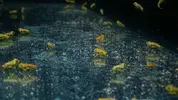 [TodoMarino.com] Hoy toca, fotos y vídeo de larva de synchiropus splendidus