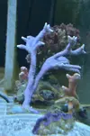 [TodoMarino.com] Superacros en Biosfera - Valencia