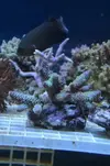[TodoMarino.com] Superacros en Biosfera - Valencia