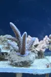 [TodoMarino.com] Superacros en Biosfera - Valencia