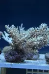 [TodoMarino.com] Superacros en Biosfera - Valencia