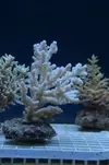 [TodoMarino.com] Superacros en Biosfera - Valencia