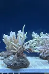 [TodoMarino.com] Superacros en Biosfera - Valencia