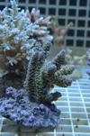 [TodoMarino.com] Superacros en Biosfera - Valencia