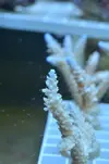 [TodoMarino.com] Superacros en Biosfera - Valencia