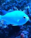 [TodoMarino.com] duda chromis viridis