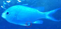 [TodoMarino.com] duda chromis viridis