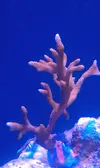 [TodoMarino.com] PALMA REEF [version Beta]