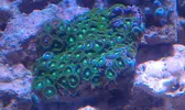 [TodoMarino.com] PALMA REEF [version Beta]