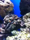 [TodoMarino.com] Hola, tengo varios objetos no identificados en mi acuario