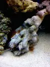 [TodoMarino.com] Hola, tengo varios objetos no identificados en mi acuario