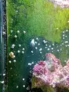 [TodoMarino.com] ¿es esto alga o algnún animalito?