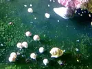 [TodoMarino.com] ¿es esto alga o algnún animalito?