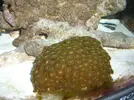 [TodoMarino.com] mi nano boyu 58l empezando a madurar