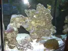 [TodoMarino.com] mi nano boyu 58l empezando a madurar