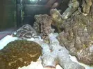 [TodoMarino.com] mi nano boyu 58l empezando a madurar