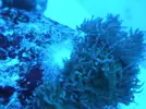 [TodoMarino.com] Rhodactis raro