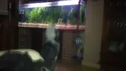 [TodoMarino.com] Relajación perruna....