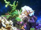 [TodoMarino.com] Ayuda para salvar mi montipora