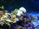 [TodoMarino.com] Ayuda para salvar mi montipora