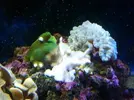 [TodoMarino.com] Ayuda para salvar mi montipora
