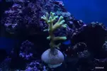 [TodoMarino.com] Nombre del coral ?