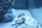 [TodoMarino.com] sufloreef 96l