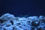 [TodoMarino.com] sufloreef 96l
