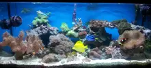 [TodoMarino.com] Poner aquí la foto de vuestro acuario...