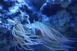 [TodoMarino.com] sufloreef 96l