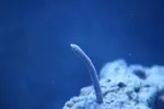 [TodoMarino.com] sufloreef 96l