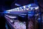 [TodoMarino.com] Fabricación pantalla de leds para acuarios de 1200 litros, 300 y 200