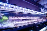 [TodoMarino.com] Fabricación pantalla de leds para acuarios de 1200 litros, 300 y 200