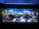 [TodoMarino.com] Poner aquí la foto de vuestro acuario...