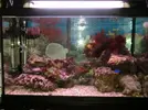 [TodoMarino.com] Mi humilde acuario