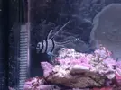 [TodoMarino.com] Mi humilde acuario