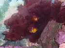 [TodoMarino.com] Mi humilde acuario