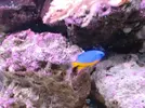 [TodoMarino.com] Mi humilde acuario