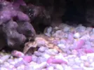 [TodoMarino.com] Mi humilde acuario