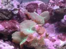 [TodoMarino.com] Mi humilde acuario