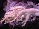 [TodoMarino.com] Mi humilde acuario