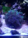 [TodoMarino.com] Vendo Euphylia ancora verde - Collado Villalba