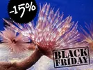 [TodoMarino.com] BLACK FRIDAY