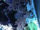 [TodoMarino.com] Vendo Capnellas (Arbol de Kenia), fijados en roca viva. - Madrid