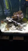 [TodoMarino.com] Noob
